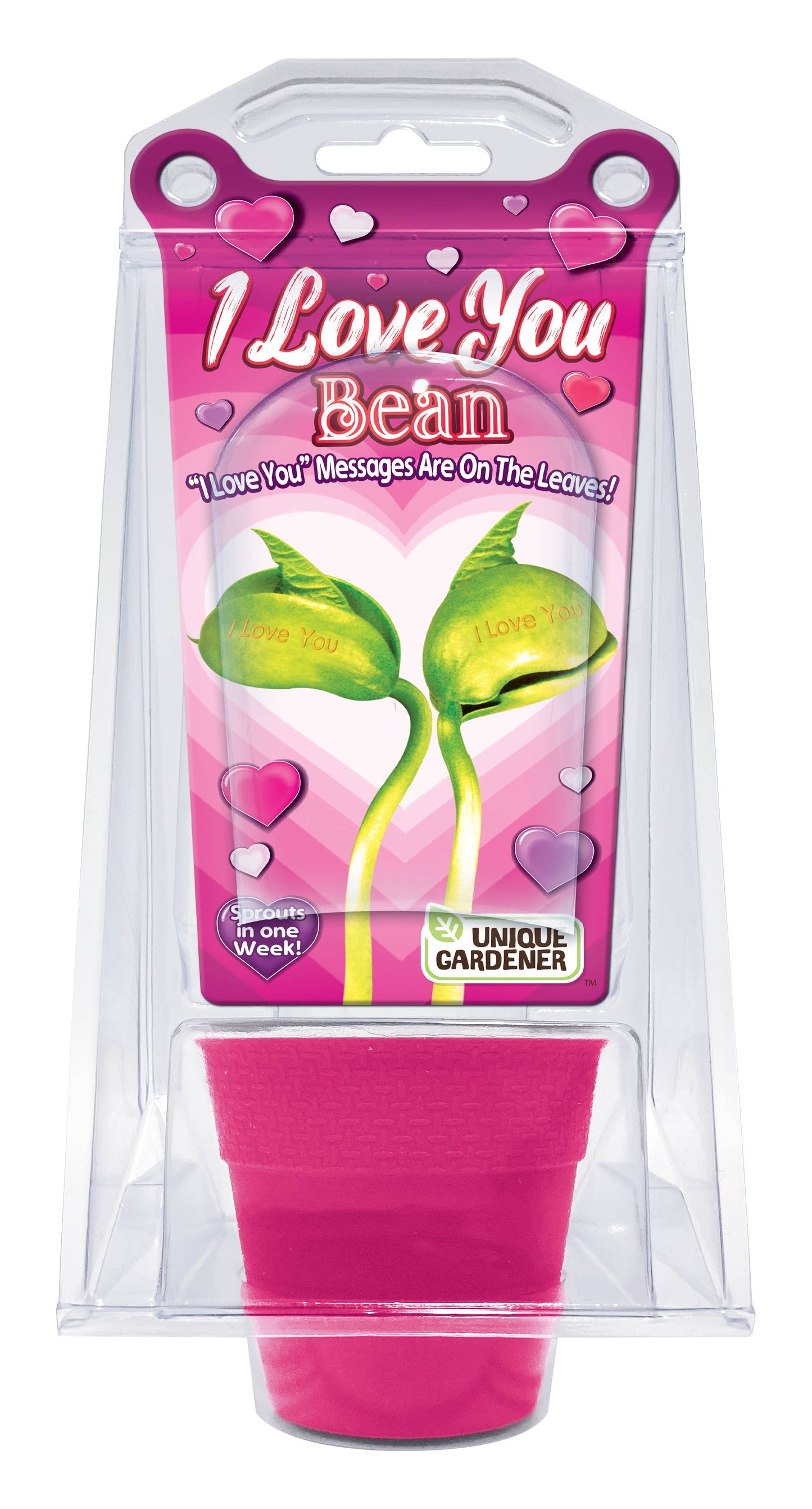 Silver Circle Products - I Love You Bean Terrarium 12 Piece Counter Display