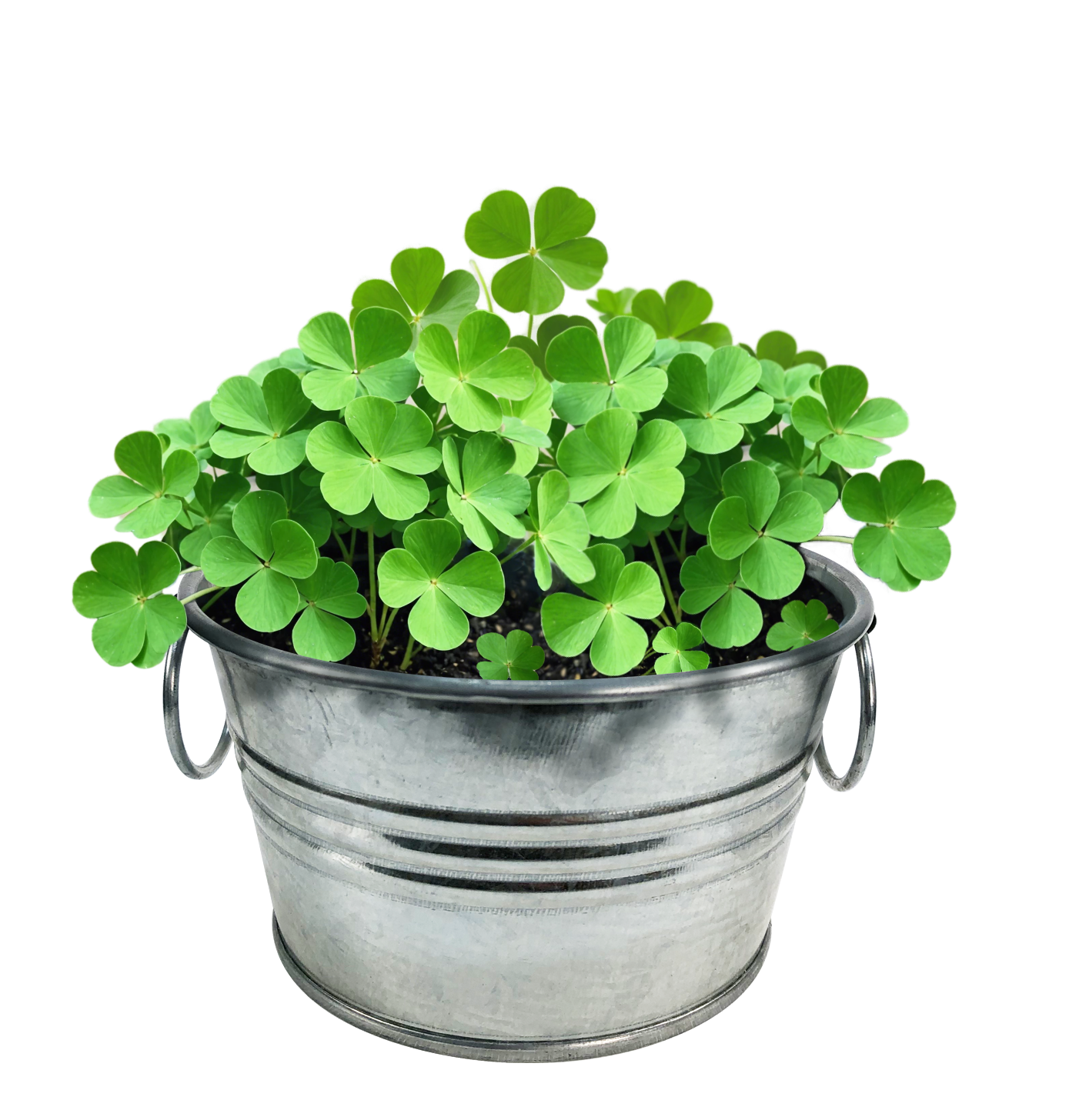 Silver Circle Products - Pot O' Good Luck - Grow Your Own Lucky 4 Leaf Clovers