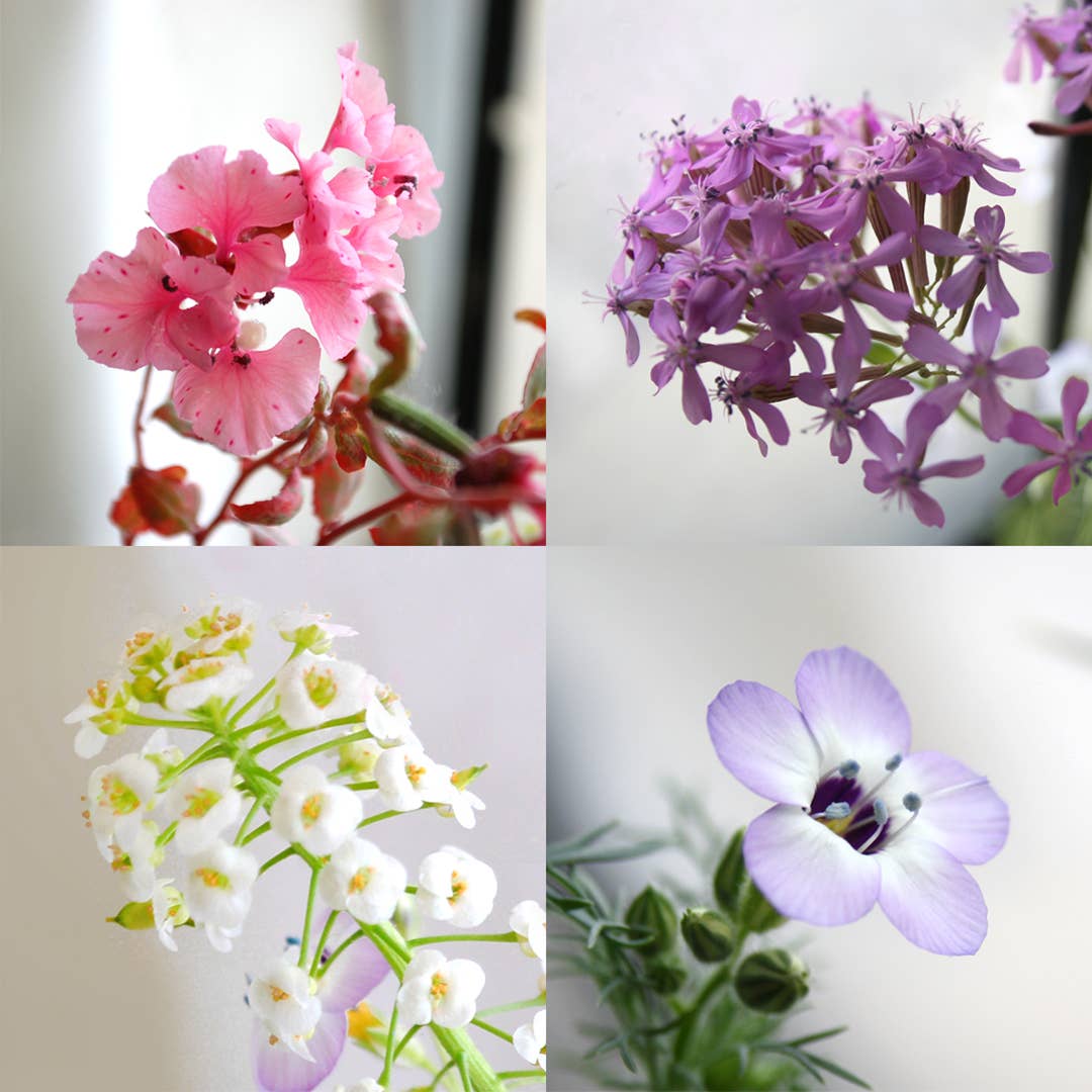 Seedy Cards - Plantable Seed Paper Greeting Card - If I had a flower...