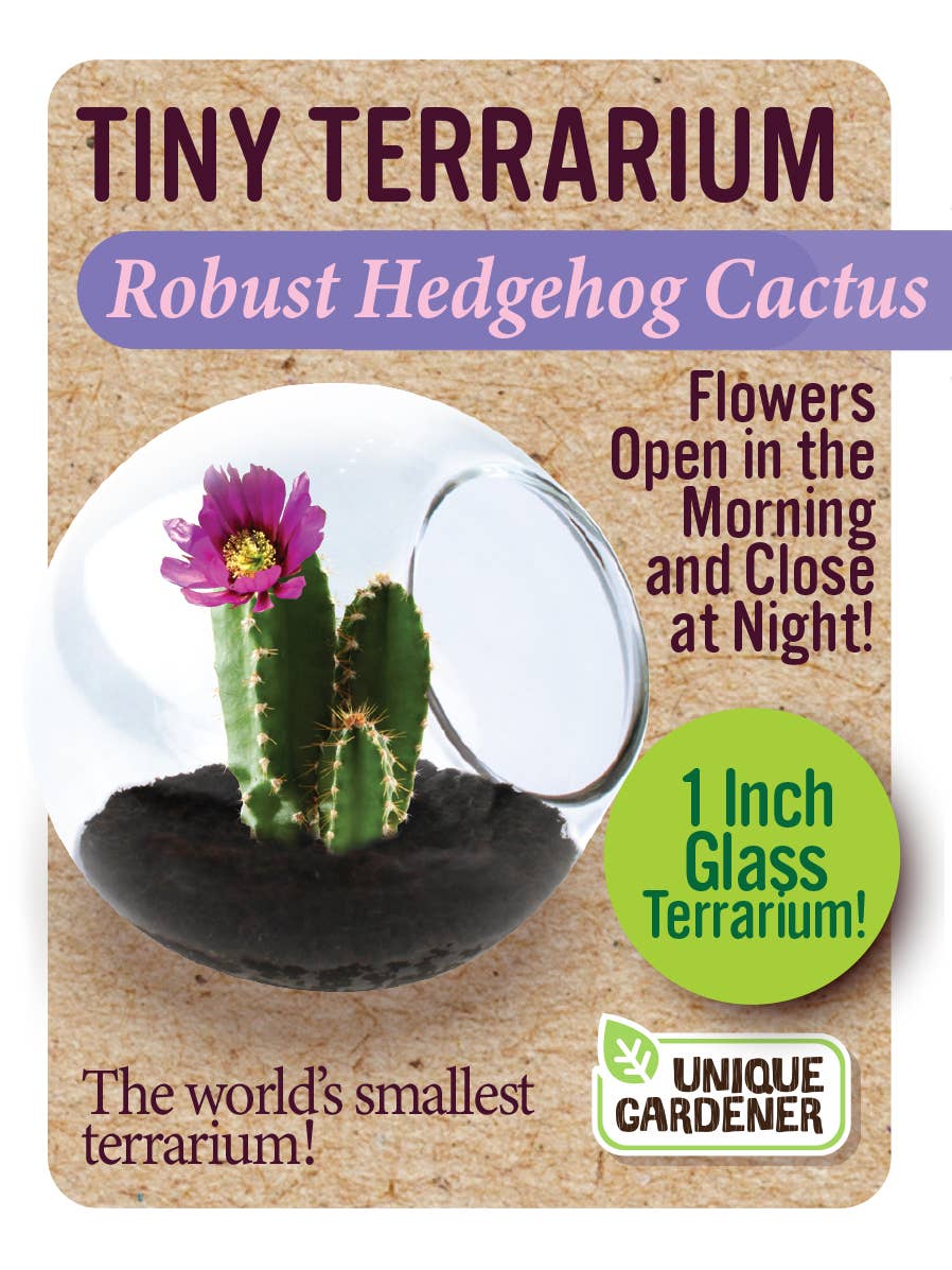 Silver Circle Products - Tiny Terrarium Cactus Counter Display with 6 Varieties