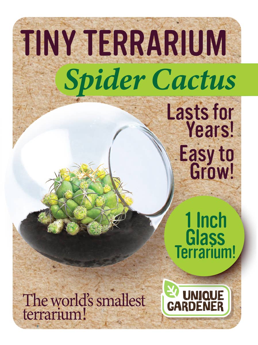 Silver Circle Products - Tiny Terrarium Cactus Counter Display with 6 Varieties